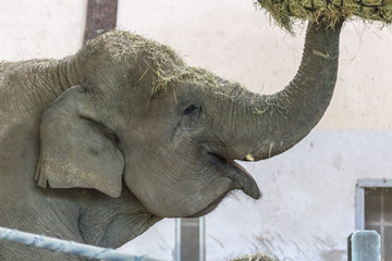 Cute baby elephant in the zoo of Budapest. Muzzle young elephant close-up. Wild animal in the reserve. Asian fauna. Contact Zoo in Europe. Big ears. Long trunk. Fertility in captivity. Rough skin.