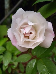 pink rose with water drops