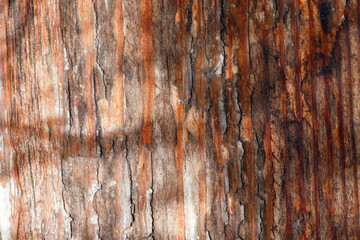 fragment of old grimy striped wood pavement. antique paint peels off wood plank.