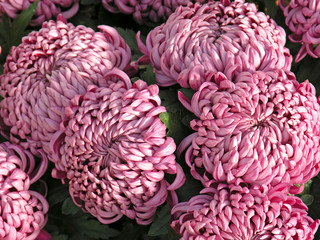 Chrysanthemum hybr.