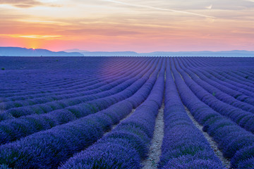 Valensole Plateau, endless Lavender field at sunset. France