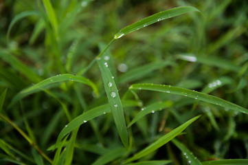 Leaves with drops of water,selective focus