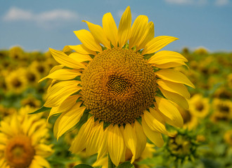 Close-up of sun flower against a blue sky. Sunflower close-up. Sunflowers among a field in the afternoon.