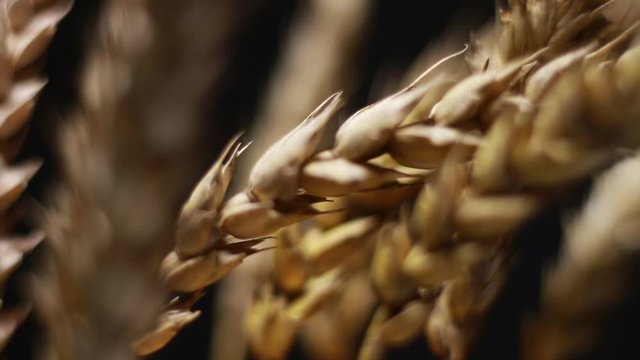 Extreme Close Up Of Rotating Cereal Ears On Black Background.