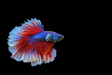Fototapeta premium Beautiful fish in Thailand