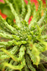 Euphorbia caput-medusae.