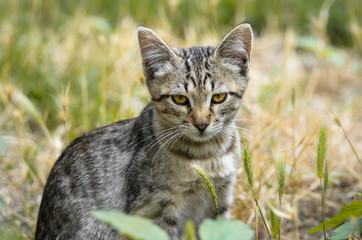Young yawning kitten looking like a serval in the field grass