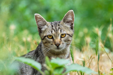 Portrait of a beautiful young gray kitten in the grass