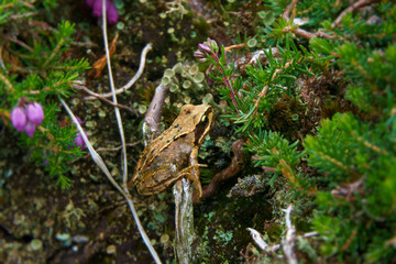 Small Frog Sitting on a Branch