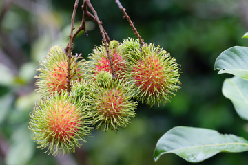 Fresh rambutan in Natural background.