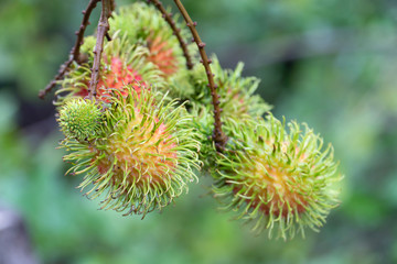 Fresh rambutan in Natural background.