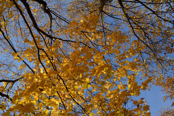 Autumn scene with beautiful maple trees. Branches with golden leaves in fall season.