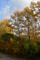 Fototapeta na wymiar Autumn park with tall larch trees and bushes on the foreground.