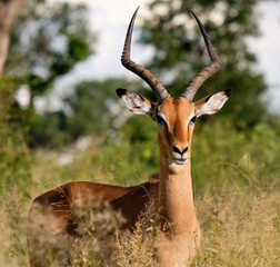 Male impala in high grass with late day sun light on face