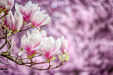 Obraz premium Magnolien Blüte