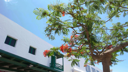 Pretty exterior of building on the Spanish island of Lanzarote.