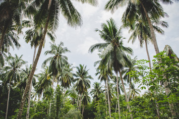 Fototapeta premium Coconut and sky gardens in Thailand