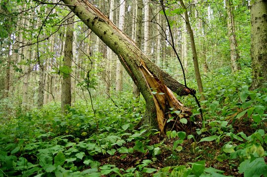 Storm Damage. Fallen Tree In The Forest After A Storm. Image Of A Large Tree Trunk Broken Down By High Winds And Lightening Due To Thunderstorm. Concept For Tree Cutting Service Ad. 