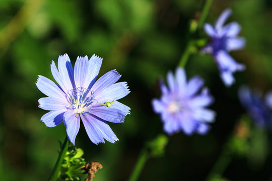 Light blue wild flowers of common Chicory. Blooming chicory flowers on a on natural background of green grass in sunny summer day on meadow. Green little spider on a flower.