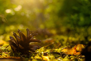 Pine cone lies in the moss in the evening forest