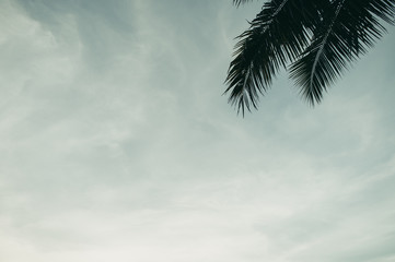 Naklejka premium Coconut and sky gardens in Thailand