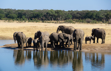 herd of elephants in africa