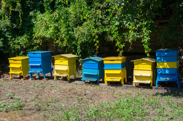 hives in the field