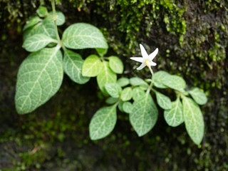 One white flower that bloom on tree