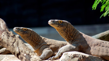  Komodo is the largest species of the Varanidae family, with an average length of 2-3 meters and can weigh up to 100 kg