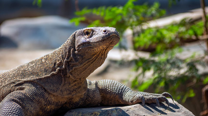  Komodo is the largest species of the Varanidae family, with an average length of 2-3 meters and...