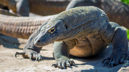 Komodo is the largest species of the Varanidae family, with an average length of 2-3 meters and can weigh up to 100 kg.