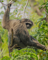 Javan gibbon is a type of primate member of the Hylhiddae tribe. With a population of between 1,000 and 2,000, this monkey is the rarest species of gibbons in the world.