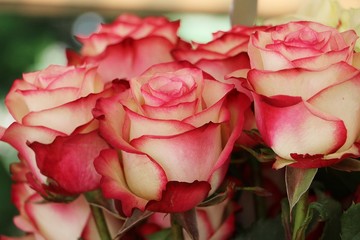 close up of beautiful colorful roses