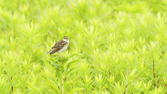 囀るヒバリ(Skylark)