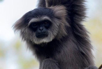 Javan gibbon is a type of primate member of the Hylhiddae tribe. With a population of between 1,000 and 2,000, this monkey is the rarest species of gibbons in the world.