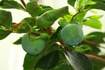 Diospyros kaki