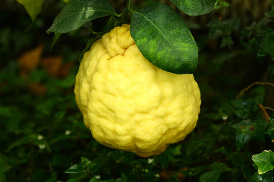 Citrus medica