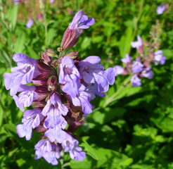 Obraz premium Aromatic common sage leaves (Salvia forsskaolii, indigo woodland sage, Salvia officinalis). Common sage young sprout in bloom with blue, purple and violet little flowers growing in a herb garden. 