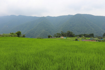 山間部の水田（神奈川県相模原市）,rice field,sagamihara city,kanagawa,japan