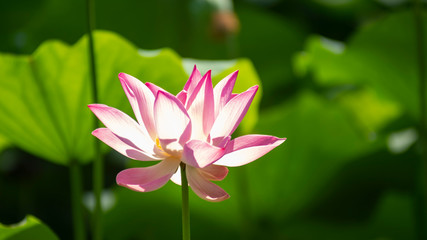 Fototapeta premium Lotus is a unique aquatic plant. The lotus grows in very muddy water, the color of the flowers is brighter. The color of a flower when it is whiter, if red is redder, if pink is brighter.