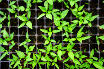 flat lay over baby chilly planting tray at organic agricultural farming