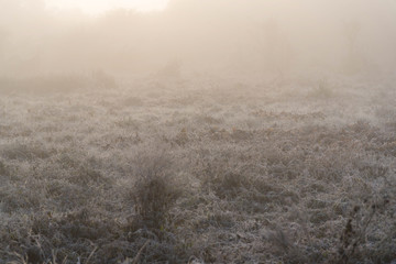 Fototapeta na wymiar Frost and the icy winter morning 01