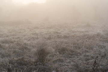 Fototapeta premium Frost and the icy winter morning 01
