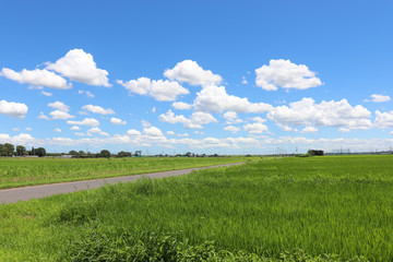 野田市の農業地帯（千葉県）,agricultural zone,noda city,chiba pref,japan