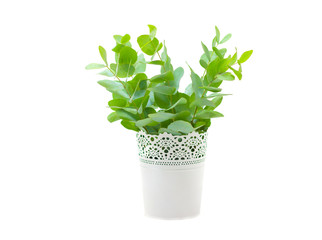 fresh eucalyptus in white vase isolated on white background