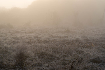 Frost and the icy winter morning 02