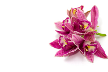 pink cymbidium orchid isolated on white background