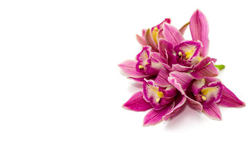 Obraz premium różowa orchidea cymbidium na białym tle