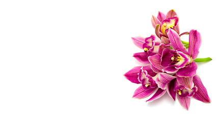 Fototapeta na wymiar pink cymbidium orchid isolated on white background