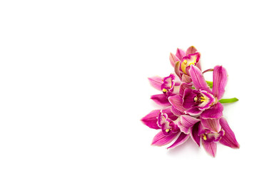 Naklejka na ściany i meble pink cymbidium orchid isolated on white background